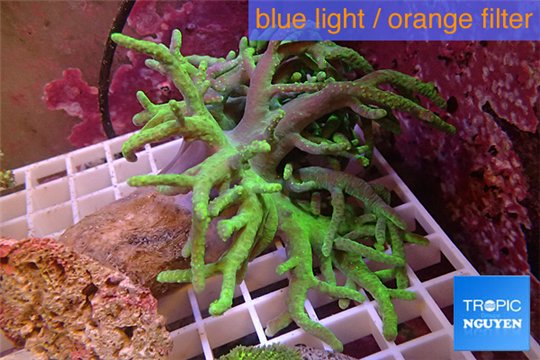 Sinularia flexibilis full neon green Australia 15-20 cm WYSIWYG acclimaté