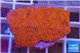 Montipora capricornis red plate 2-3 cm WYSIWYG acclimaté