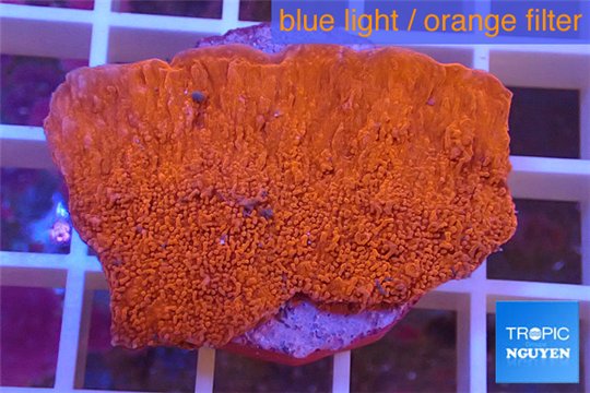 Montipora capricornis red plate 2-3 cm WYSIWYG acclimaté