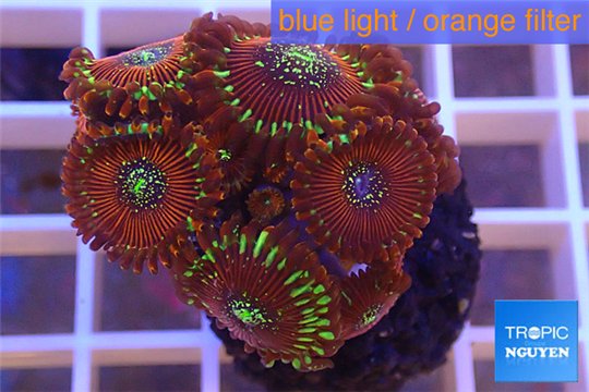 Zoanthus red magician 3-5 cm WYSIWYG acclimaté
