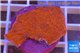 Montipora capricornis red plate 2-3 cm WYSIWYG acclimaté