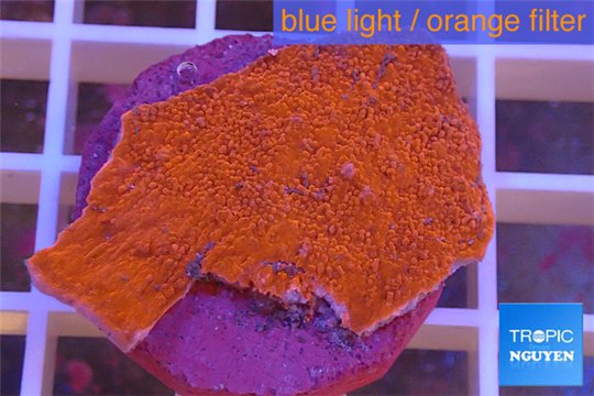 Montipora capricornis red plate 2-3 cm WYSIWYG acclimaté