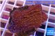 Montipora red purple polyps 2-4 cm WYSIWYG acclimaté