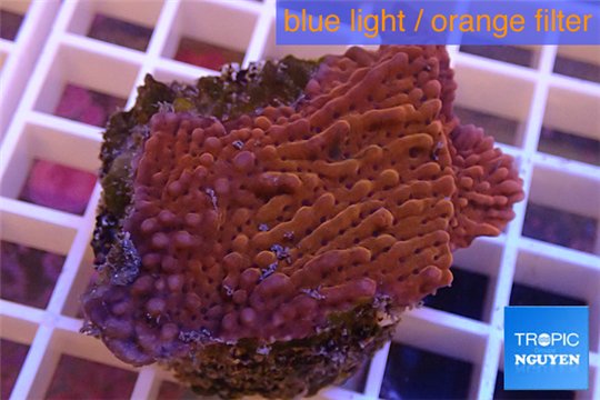 Montipora red purple polyps 2-4 cm WYSIWYG acclimaté