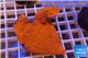 Montipora capricornis red plate 3-5 cm WYSIWYG acclimaté
