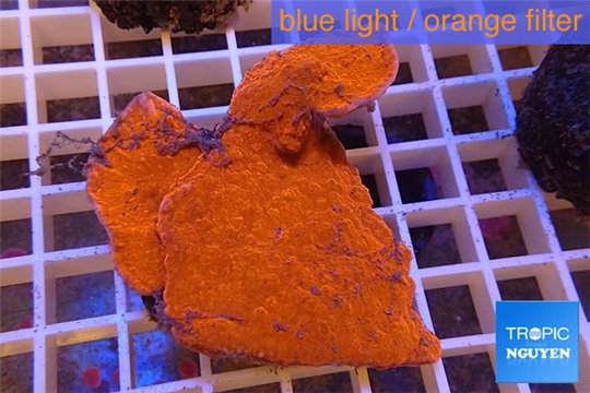 Montipora capricornis red plate 3-5 cm WYSIWYG acclimaté