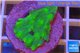 Echinopora lamellosa green 3-4 cm WYSIWYG acclimaté