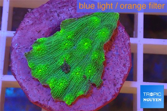 Echinopora lamellosa green 3-4 cm WYSIWYG acclimaté