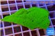 Montipora capricornis green plate 2-3 cm WYSIWYG acclimaté