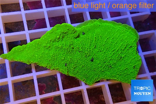 Montipora capricornis green plate 2-3 cm WYSIWYG acclimaté