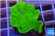 Montipora capricornis green plate 3-4 cm WYSIWYG acclimaté
