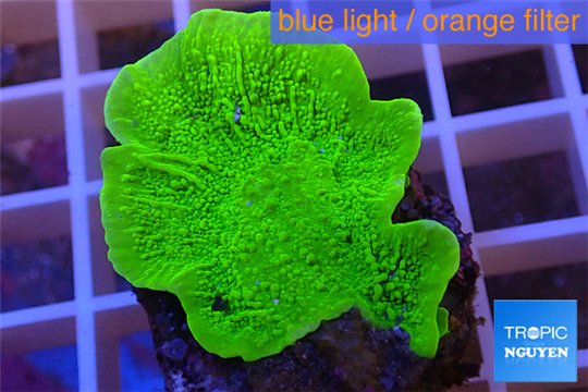 Montipora capricornis green plate 3-4 cm WYSIWYG acclimaté