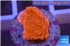 Montipora capricornis red plate 1-2 cm WYSIWYG acclimaté