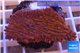 Montipora red purple polyps 2-4 cm WYSIWYG acclimaté