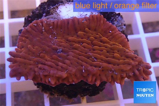 Montipora red purple polyps 2-4 cm WYSIWYG acclimaté
