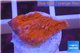 Montipora capricornis red plate 1-2 cm WYSIWYG acclimaté