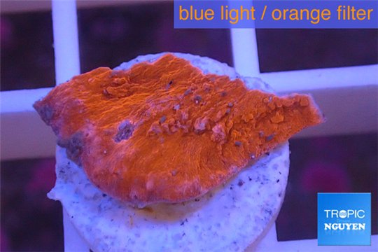 Montipora capricornis red plate 1-2 cm WYSIWYG acclimaté