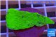 Montipora capricornis green plate 3-4 cm WYSIWYG acclimaté