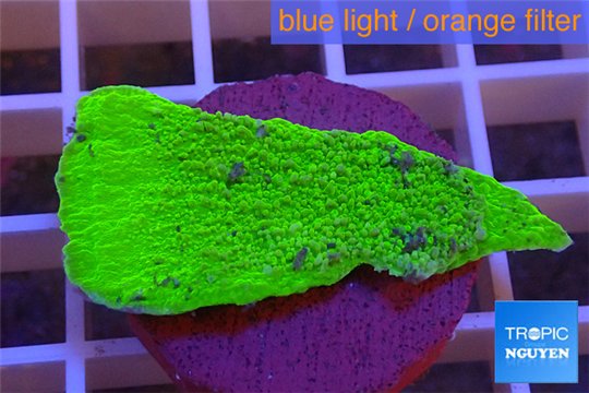 Montipora capricornis green plate 3-4 cm WYSIWYG acclimaté