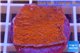 Montipora capricornis red plate 2-3 cm WYSIWYG acclimaté