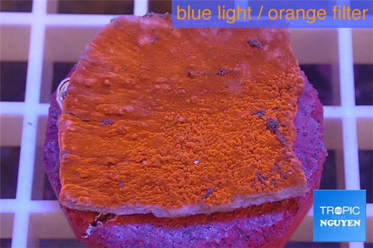 Montipora capricornis red plate 2-3 cm WYSIWYG acclimaté