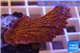Montipora red purple polyps 2-3 cm WYSIWYG acclimaté