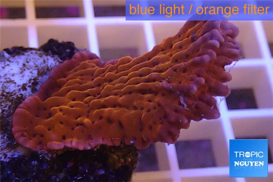Montipora red purple polyps 2-3 cm WYSIWYG acclimaté