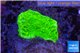Montipora capricornis green plate 1-2 cm WYSIWYG acclimaté