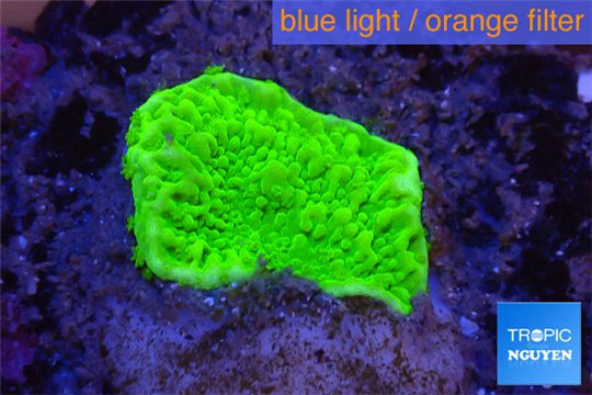Montipora capricornis green plate 1-2 cm WYSIWYG acclimaté