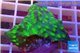 Echinopora lamellosa green 3-4 cm WYSIWYG acclimaté