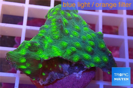 Echinopora lamellosa green 3-4 cm WYSIWYG acclimaté