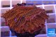 Montipora red purple polyps 2-4 cm WYSIWYG acclimaté