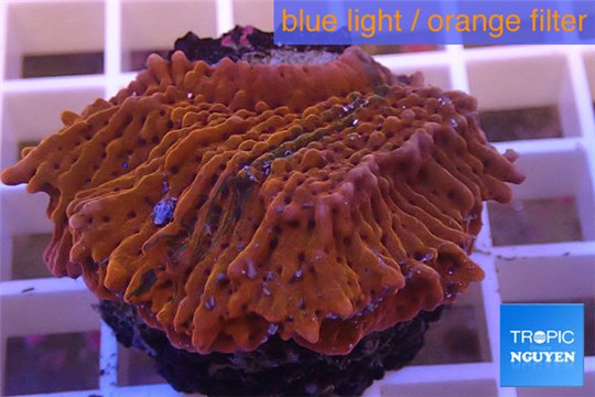 Montipora red purple polyps 2-4 cm WYSIWYG acclimaté