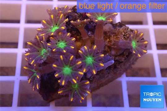 Clavularia papaya orange green 3-6 cm WYSIWYG acclimaté