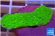 Montipora capricornis green plate 3-4 cm WYSIWYG acclimaté