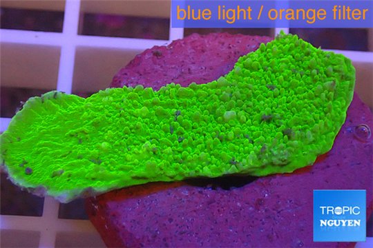 Montipora capricornis green plate 3-4 cm WYSIWYG acclimaté