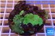 Discosoma green 6-8 cm WYSIWYG acclimaté