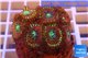 Zoanthus red magician 2-4 cm WYSIWYG acclimaté