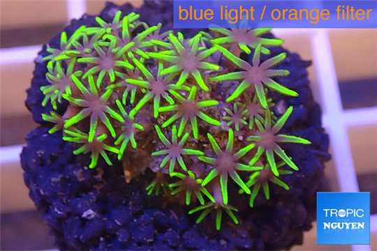 Pachyclavularia pink neon green 2-4 cm WYSIWYG acclimaté