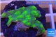 Echinopora lamellosa green 2-3 cm WYSIWYG acclimaté