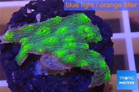 Echinopora lamellosa green 2-3 cm WYSIWYG acclimaté