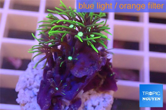 Pachyclavularia neon green 1-2 cm WYSIWYG acclimaté