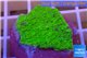 Montipora capricornis green plate 2-3 cm WYSIWYG acclimaté