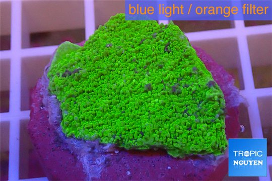 Montipora capricornis green plate 2-3 cm WYSIWYG acclimaté