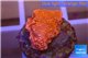 Montipora capricornis red plate 1-2 cm WYSIWYG acclimaté