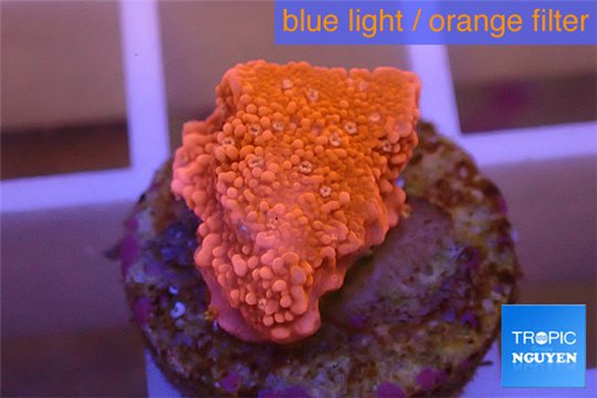 Montipora capricornis red plate 1-2 cm WYSIWYG acclimaté