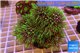 Pachyclavularia neon green 6-9 cm WYSIWYG acclimaté