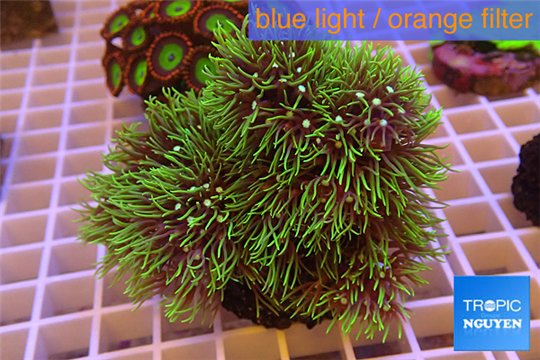 Pachyclavularia neon green 6-9 cm WYSIWYG acclimaté