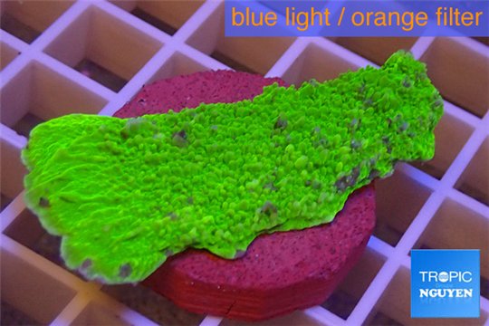 Montipora capricornis green plate 3-4 cm WYSIWYG acclimaté