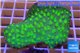 Echinopora lamellosa green 5-6 cm WYSIWYG acclimaté